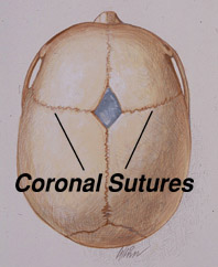 Coronal Suture Diagram